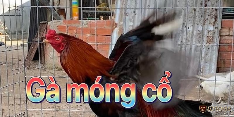 Giống gà móng cổ có nguồn gốc ở vùng quê Bắc và Bắc Trung Bộ với những đặc điểm mạnh mẽ