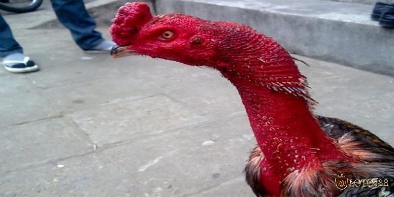 Các giống gà móng cổ hiện nay được phân biệt dựa theo vùng miền cũng như đặc điểm cơ thể