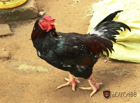 Để tìm mua gà móng cổ hiệu quả bạn cần lưu ý các đặc điểm nổi bật của giống gà này