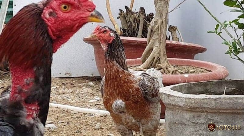 Sau các trận chiến gà cần được chăm sóc và theo dõi một cách cẩn thận và chu đáo nhất
