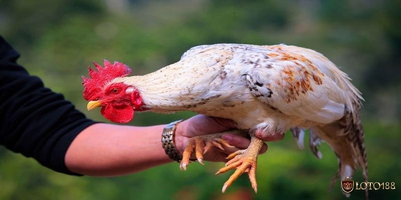 Gà móng cổ là một giống gà chọi được các kê thủ đánh giá cao hiện nay