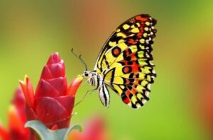 Giải mã giấc mơ thấy bướm? Mơ thấy bướm đánh số mấy?