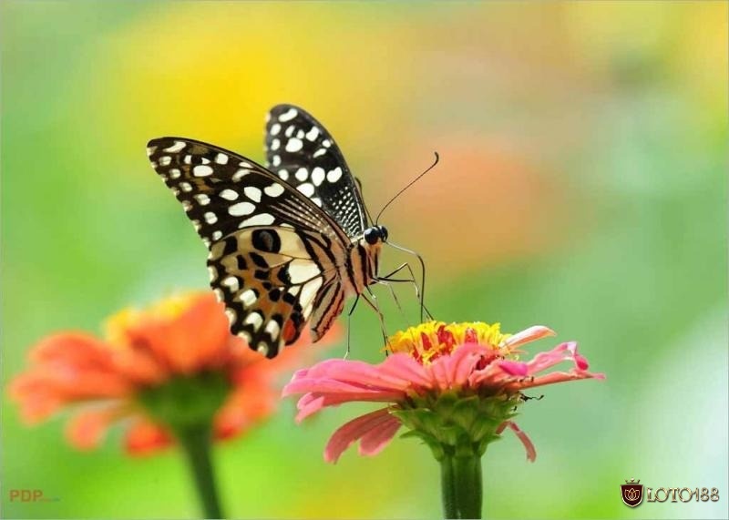 Ý nghĩa chung khi mơ thấy bướm